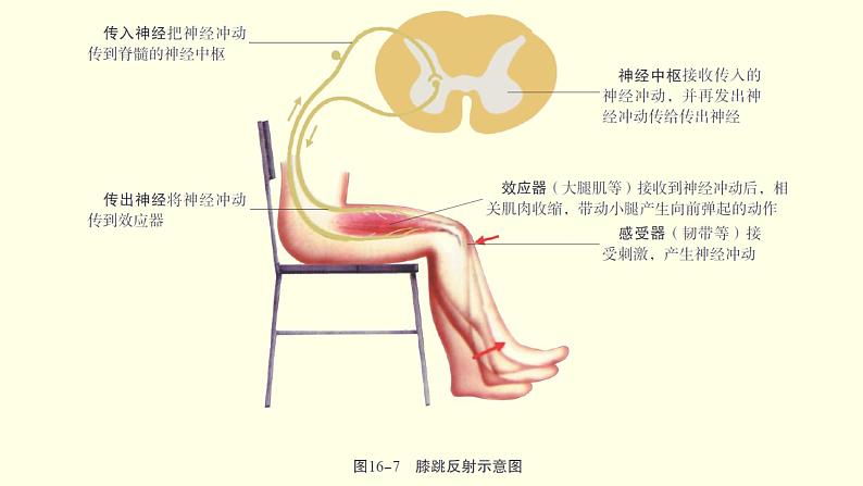 苏科版生物八上16.1  人体的神经调节 第2课时（课件PPT）06