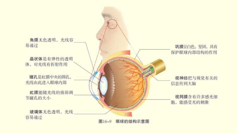 苏科版生物八上16.2  人体对信息的感知  第1课时-眼与视觉（课件PPT）06