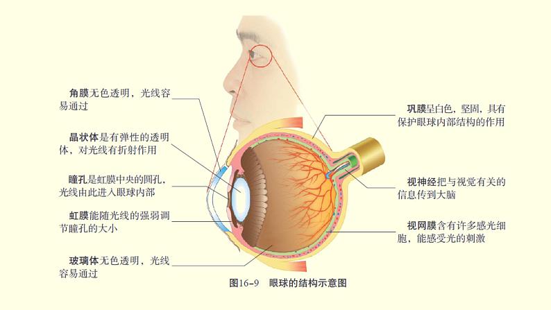 苏科版生物八上16.2  人体对信息的感知  第1课时-眼与视觉（课件PPT）06