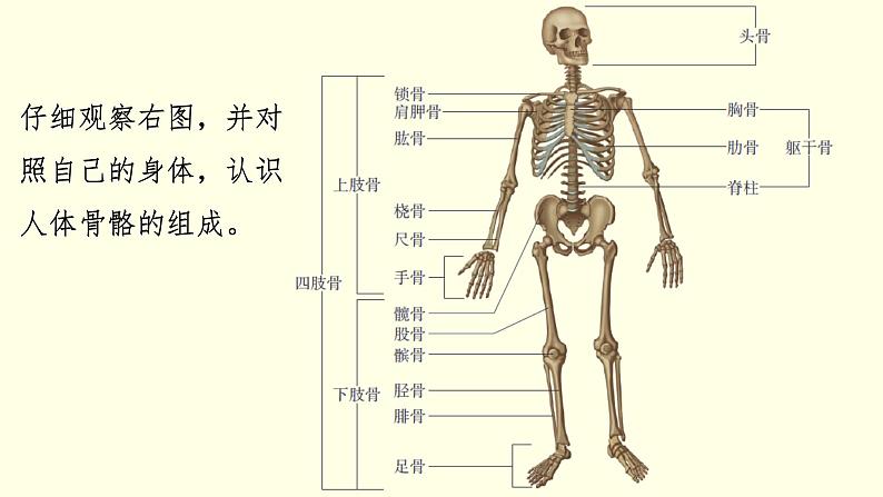 苏科版生物八上17.1  人体的运动（课件PPT）06