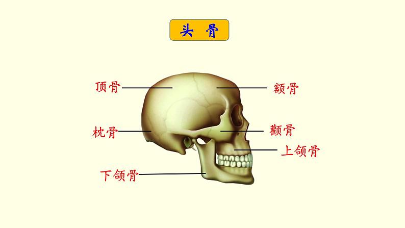 苏科版生物八上17.1  人体的运动（课件PPT）07