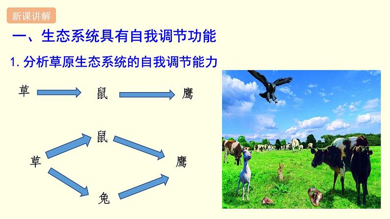 苏科版生物八上18.3  生态系统的自我调节（课件PPT）03