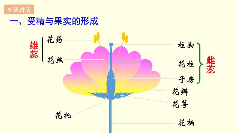 苏科版生物八上19.1  植物的生殖（课件PPT）03