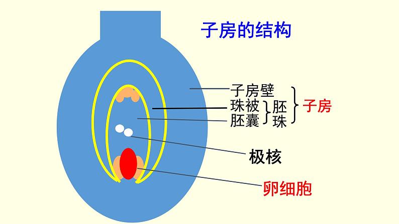 苏科版生物八上19.1  植物的生殖（课件PPT）05