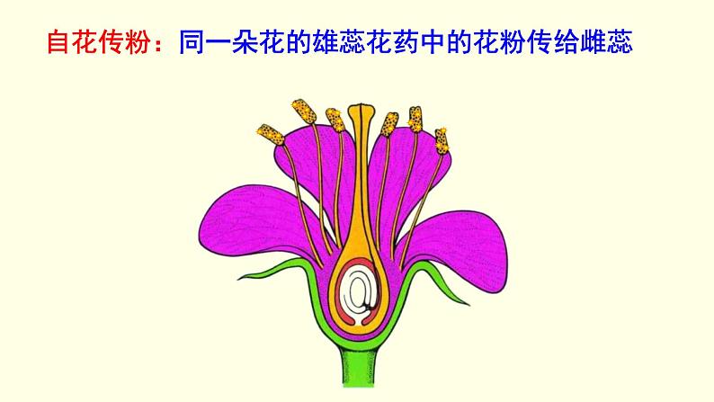 苏科版生物八上19.1  植物的生殖（课件PPT）08