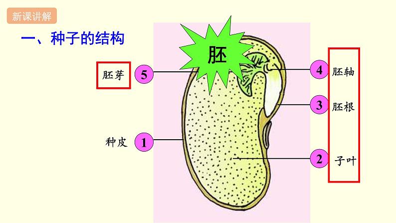 苏科版生物八上19.2  植物的生长发育（课件PPT）03