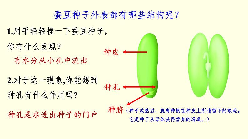 苏科版生物八上19.2  植物的生长发育（课件PPT）05