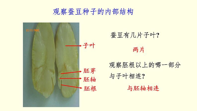 苏科版生物八上19.2  植物的生长发育（课件PPT）06