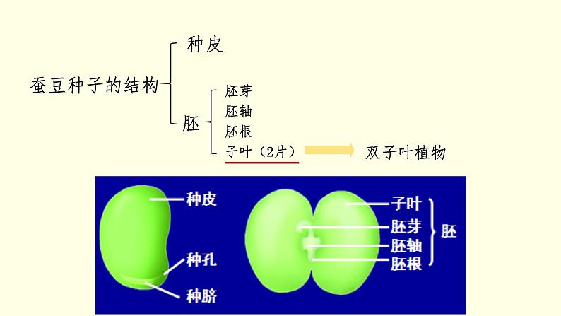 苏科版生物八上19.2  植物的生长发育（课件PPT）08