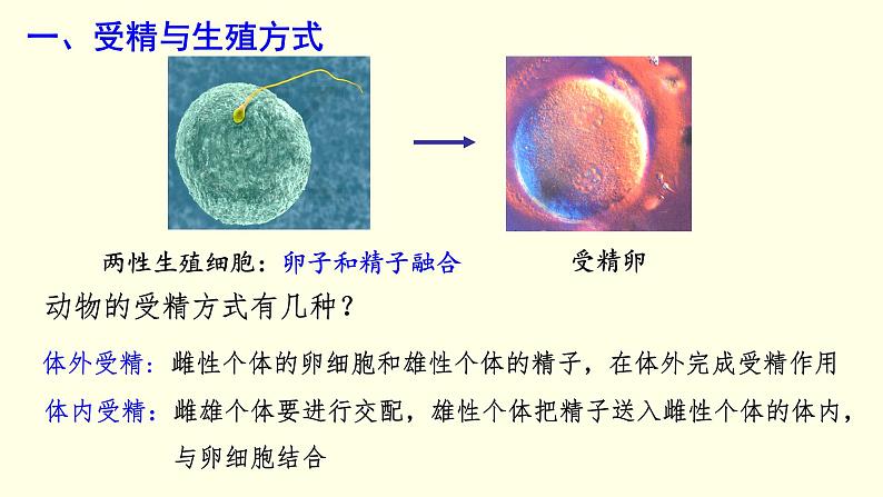 苏科版生物八上20.1  动物的生殖（课件PPT）04