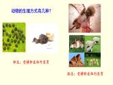苏科版生物八上20.1  动物的生殖（课件PPT）