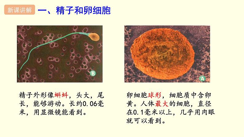 苏科版生物八上21.1  人的生殖（课件PPT）03