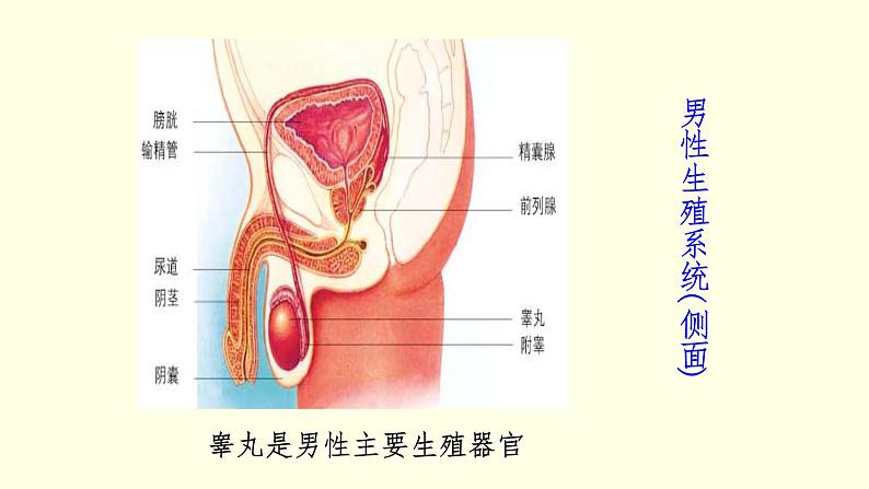苏科版生物八上21.1  人的生殖（课件PPT）04