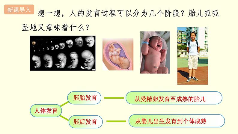 苏科版生物八上21.2  人的个体发育（课件PPT）02