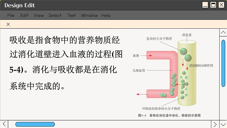 苏科版生物七上5.4 人体对食物的消化吸收（课件PPT）07