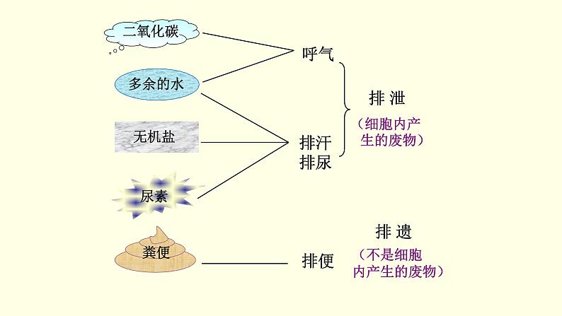 苏科版生物八上15.2  人体内废物的排除（课件PPT）04