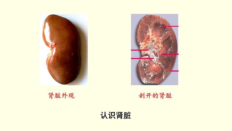 苏科版生物八上15.2  人体内废物的排除（课件PPT）06