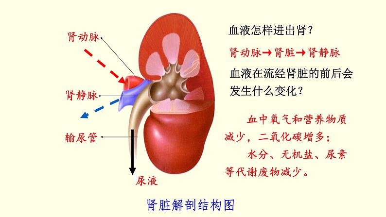 苏科版生物八上15.2  人体内废物的排除（课件PPT）07