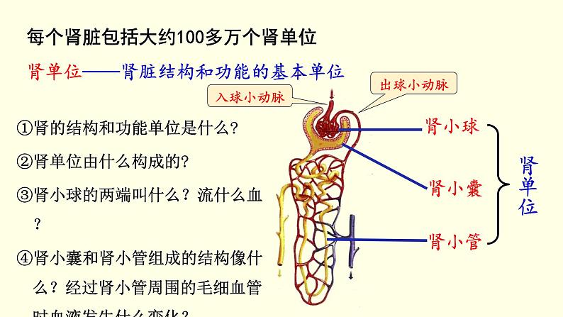 苏科版生物八上15.2  人体内废物的排除（课件PPT）08