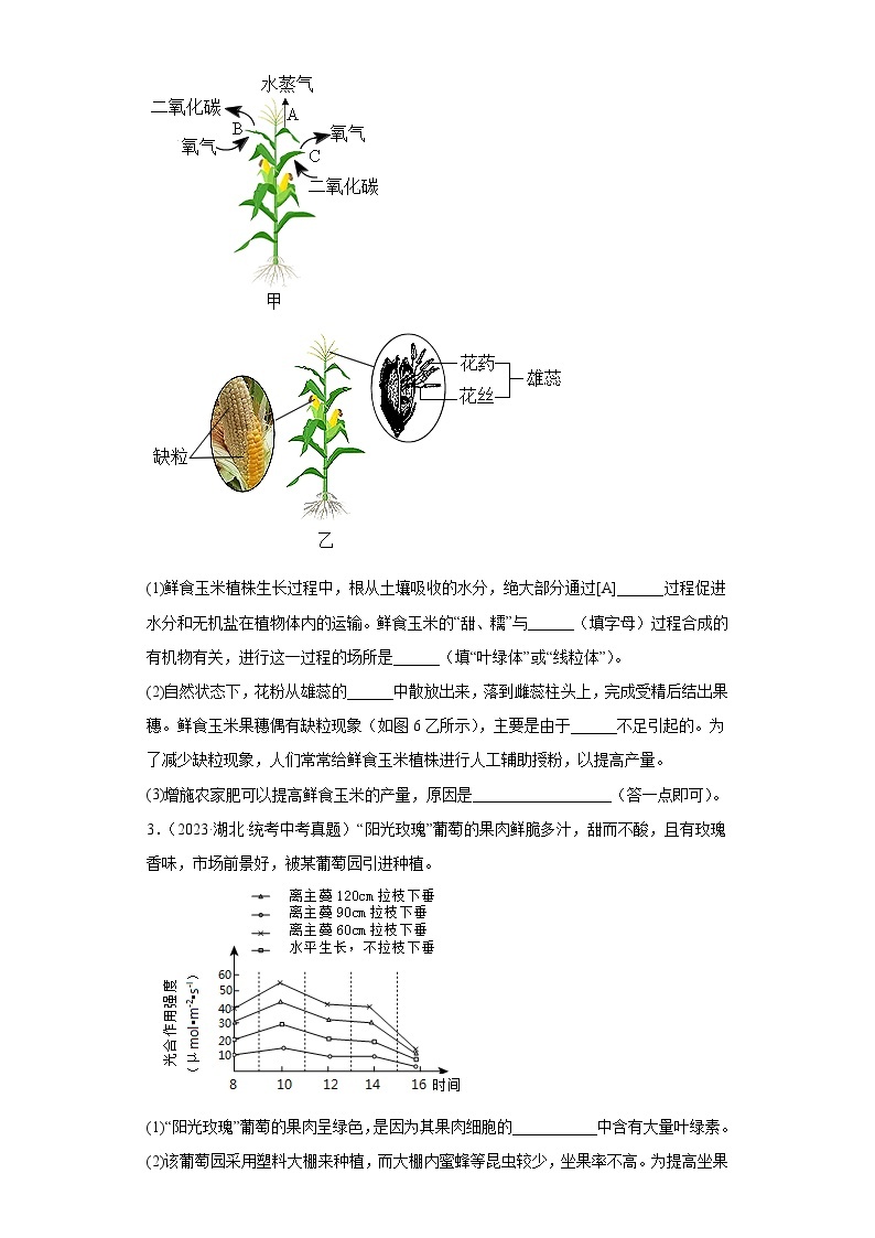 全国中考生物2023年真题分类汇编-22绿色植物的光合作用和呼吸作用综合题02