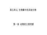 人教版生物八年级上册--5.1.1 腔肠动物和扁形动物  课件