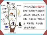 人教版生物八年级上册--5.1.1 腔肠动物和扁形动物  课件