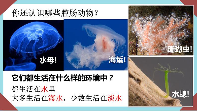 人教版生物八年级上册--5.1.1 腔肠动物和扁形动物  课件05