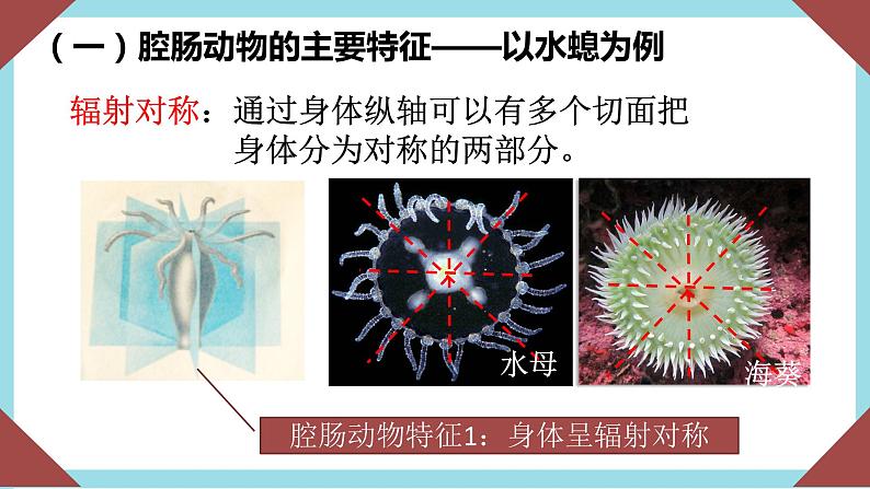 人教版生物八年级上册--5.1.1 腔肠动物和扁形动物  课件08