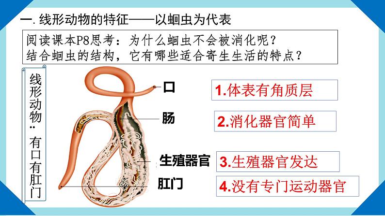 人教版生物八年级上册--5.1.2  线形动物和环节动物    课件05