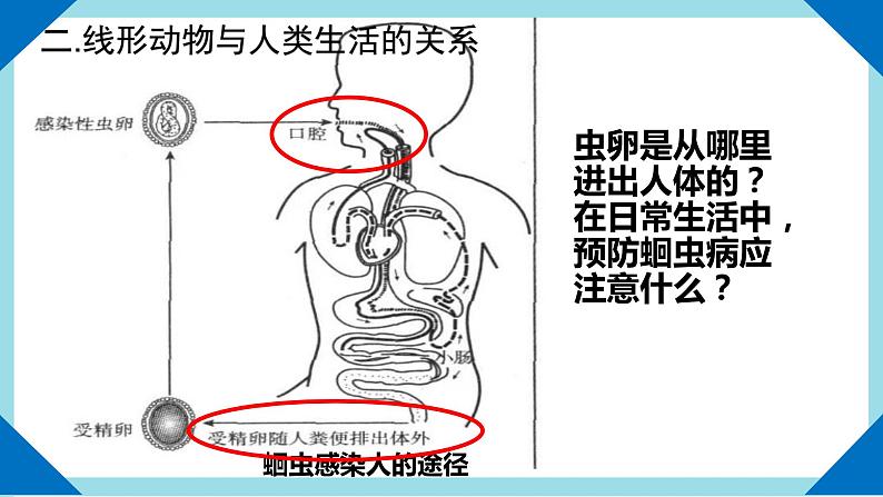 人教版生物八年级上册--5.1.2  线形动物和环节动物    课件07