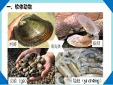 人教版生物八年级上册--5.1.3软体动物和节肢动物      课件
