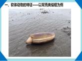 人教版生物八年级上册--5.1.3软体动物和节肢动物      课件