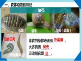 人教版生物八年级上册--5.1.3软体动物和节肢动物      课件