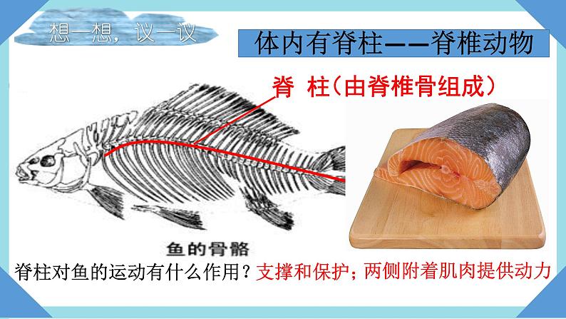 人教版生物八年级上册--5.1.4  鱼  课件02