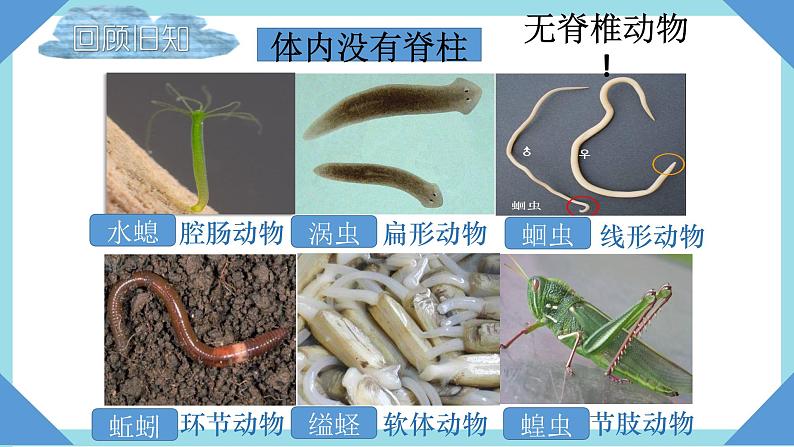 人教版生物八年级上册--5.1.4  鱼  课件06