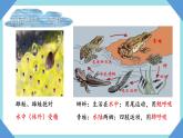 人教版生物八年级上册--5.1.5两栖动物和爬行动物    课件