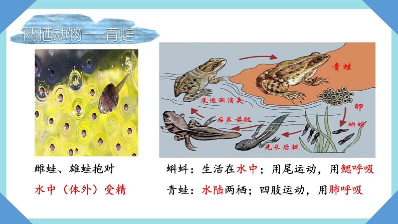 人教版生物八年级上册--5.1.5两栖动物和爬行动物    课件02