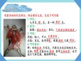 人教版生物八年级上册--5.1.5两栖动物和爬行动物    课件