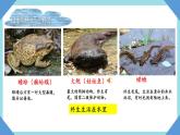 人教版生物八年级上册--5.1.5两栖动物和爬行动物    课件