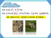 人教版生物八年级上册--5.1.5两栖动物和爬行动物    课件
