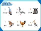 人教版生物八年级上册--5.1.6鸟    课件
