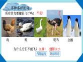 人教版生物八年级上册--5.1.6鸟    课件