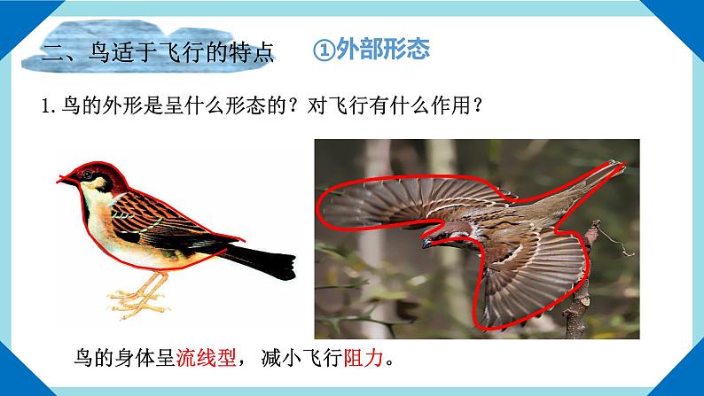 人教版生物八年级上册--5.1.6鸟    课件06