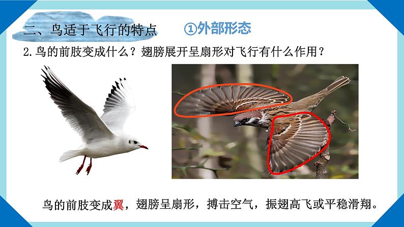 人教版生物八年级上册--5.1.6鸟    课件08