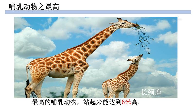 人教版生物八年级上册--5.1.7哺乳动物    课件02