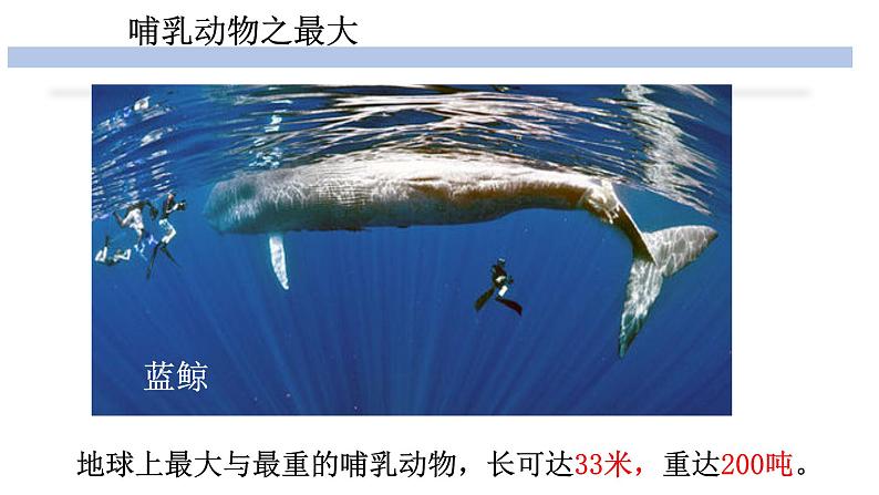 人教版生物八年级上册--5.1.7哺乳动物    课件03