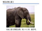 人教版生物八年级上册--5.1.7哺乳动物    课件