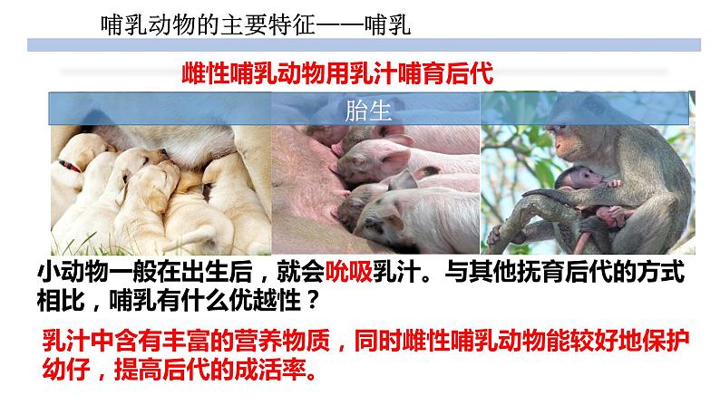 人教版生物八年级上册--5.1.7哺乳动物    课件08