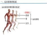 人教版生物八年级上册--5.2.1  动物的运动  课件