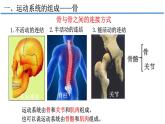 人教版生物八年级上册--5.2.1  动物的运动  课件
